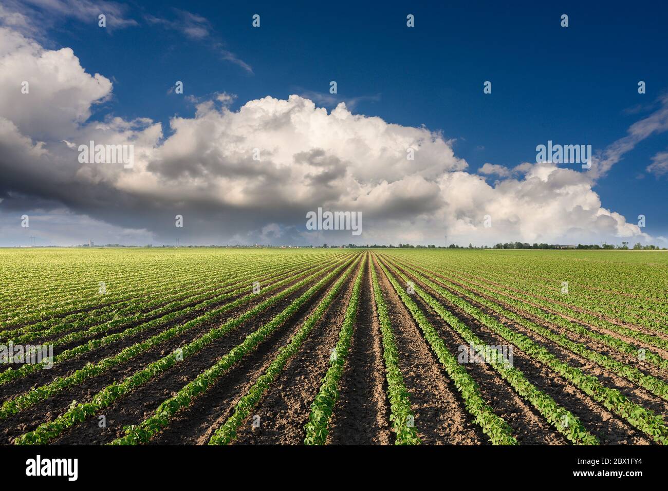 Image of rain-laden clouds arriving over a large soy plantation Stock ...