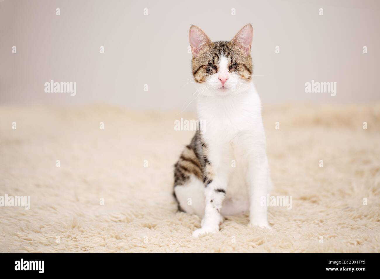 Cute and affectionate, blind, white and brown tabby kitty sitting on a beige fleecy rug, lost its eyes due to a severe Feline Herpses Virus Infection Stock Photo