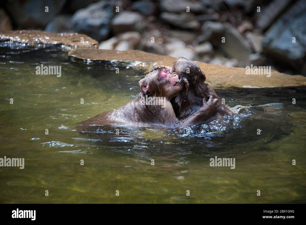 Japanese Macaque or Japanese Snow Monkeys  at  Onsen hot springs near Nagano, Japan. Portrait of Snow Monkeys play fighting Stock Photo