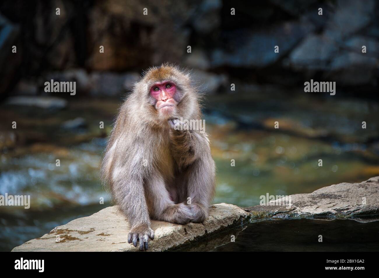 Japanese Macaque or Japanese Snow Monkey bathing at  Onsen hot springs near Nagano, Japan. Portrait of female looking at camera Stock Photo