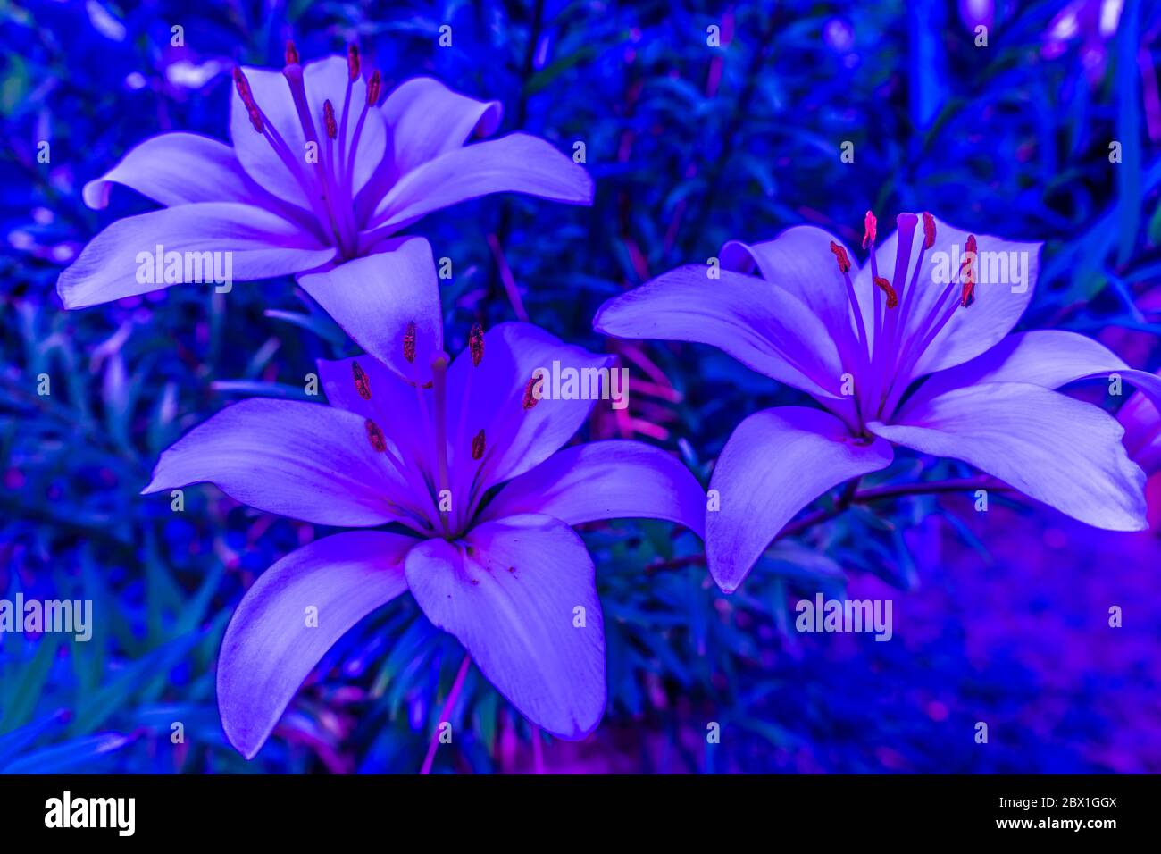 Lily flowers glowing in the night. Trendy for decoration design