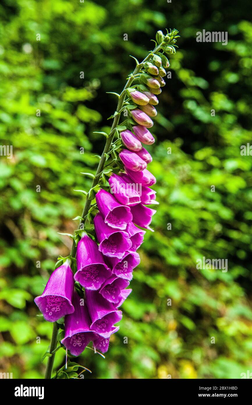 Foxgloves, or Digitalis purpurea, in a woodland local to the photographer. The wood was full of foxgloves, they grow prolifically and are loved by bee. Stock Photo