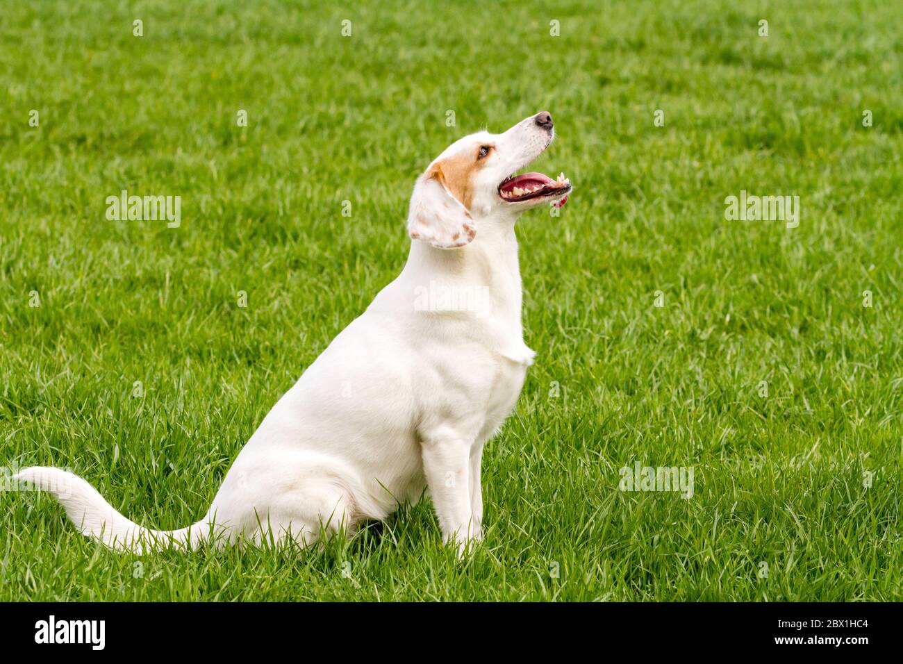 non pedigree whippet