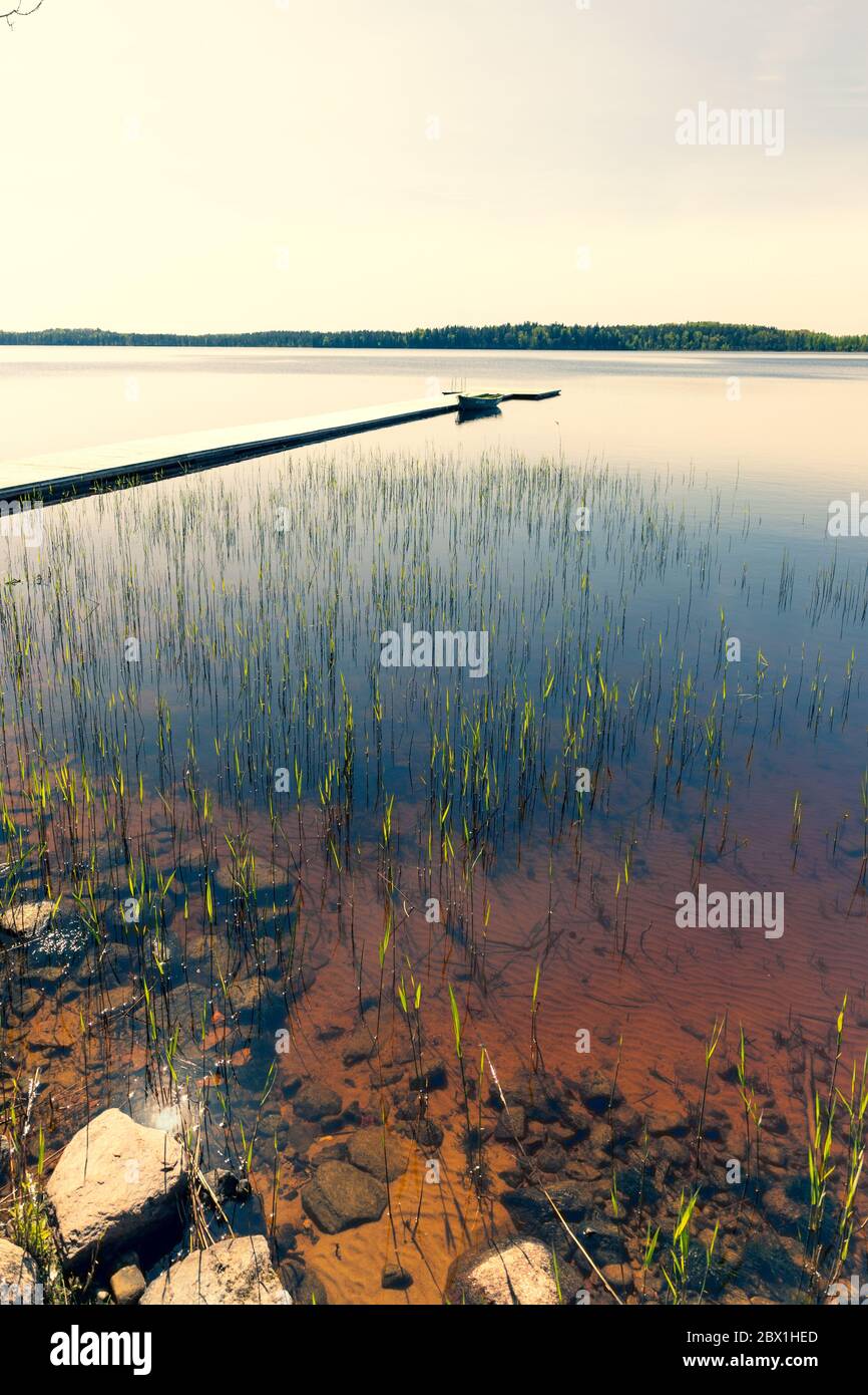Reed grows aground lake in spring Stock Photo