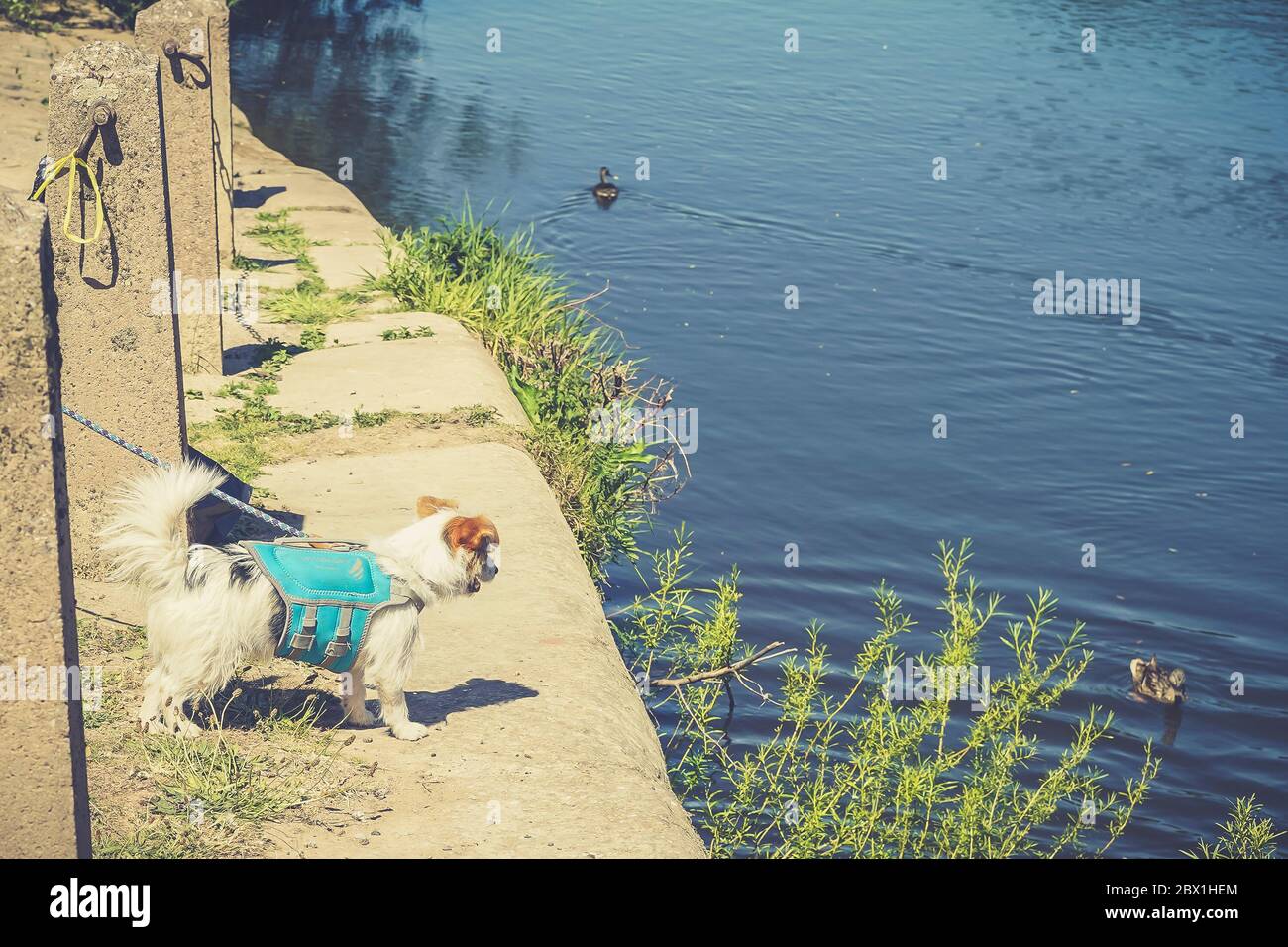 British summer vacation. Cute pet dog in safety lifejacket stands by the side of a UK river watching the ducks. Stock Photo