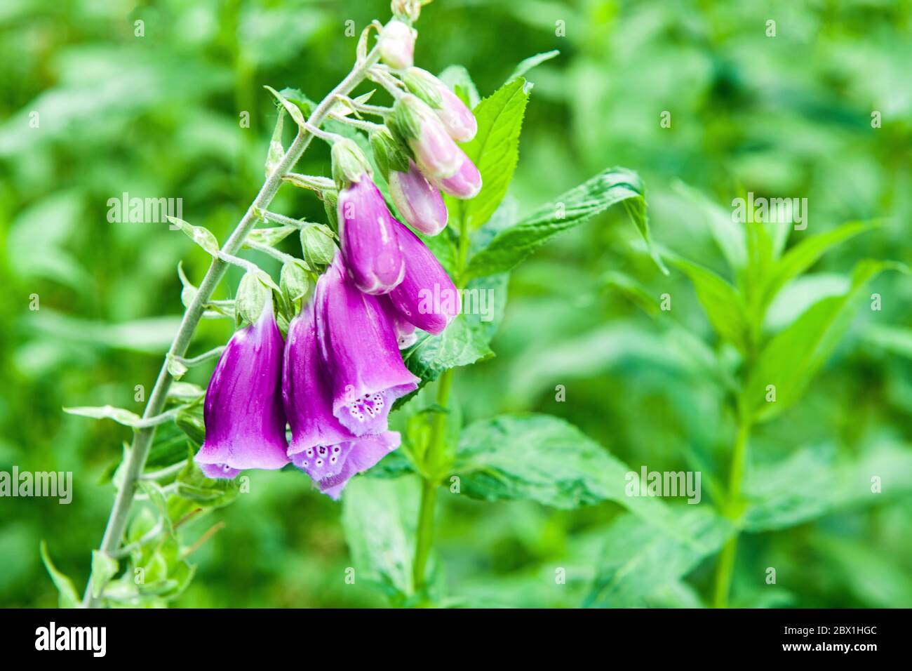 Foxgloves, or Digitalis purpurea, in a woodland local to the photographer. The wood was full of foxgloves, they grow prolifically and are loved by bee. Stock Photo