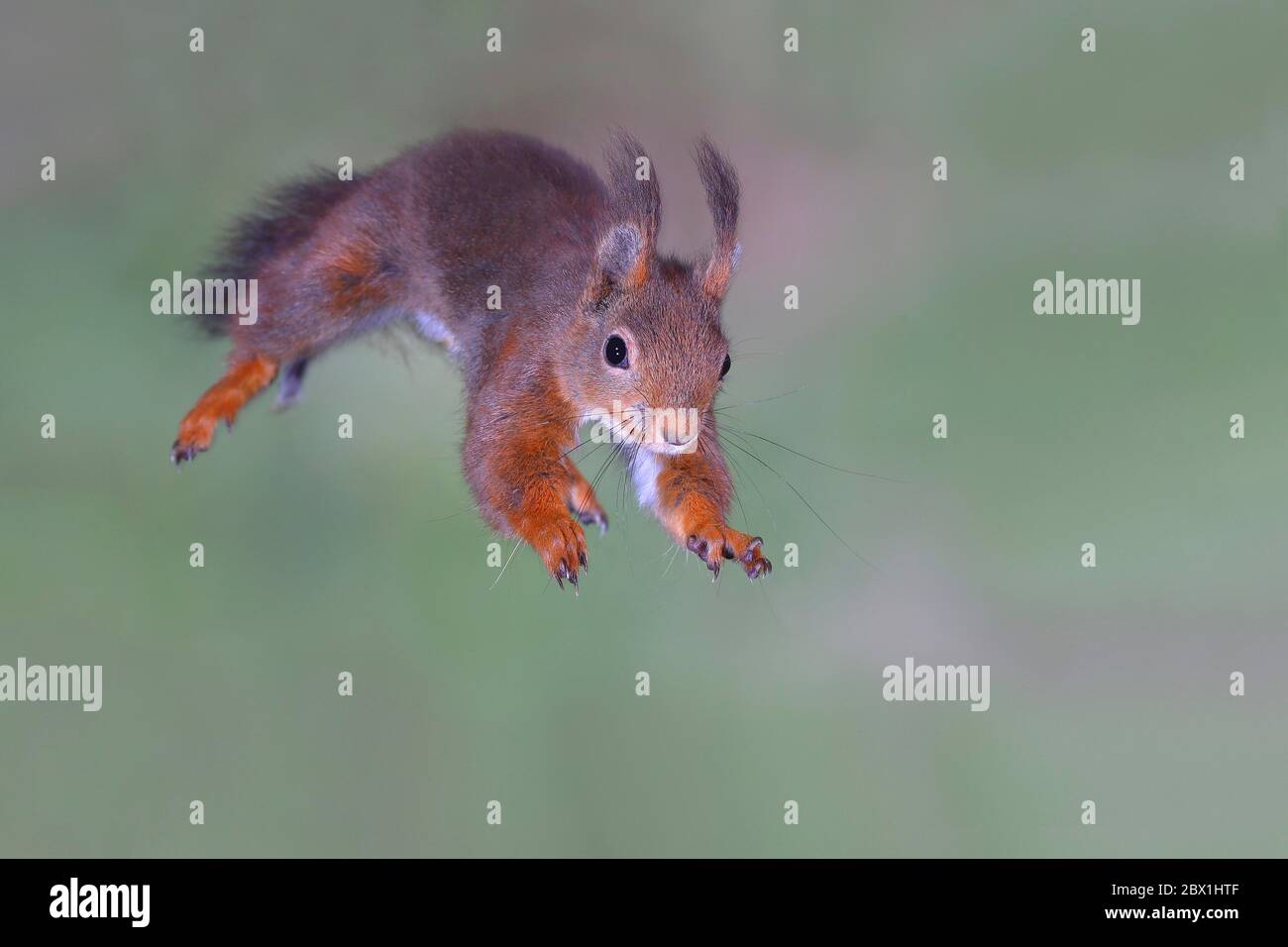 Eurasian red squirrel (Sciurus vulgaris), im Sprung, North Rhine-Westphalia, Germany Stock Photo