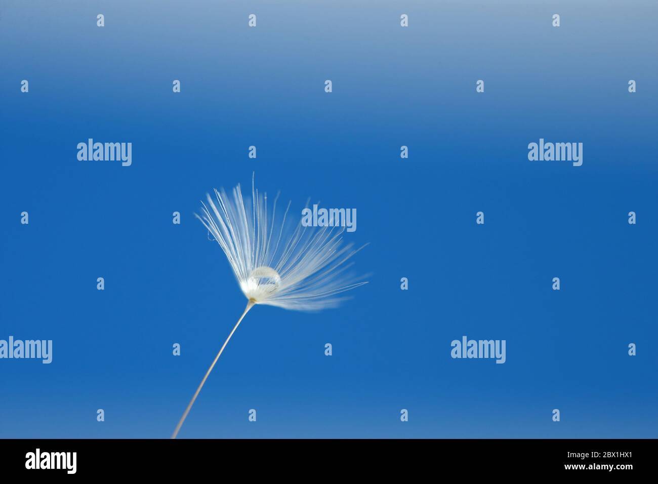 Water droplet on a single dandelion seed against a blue background Stock Photo