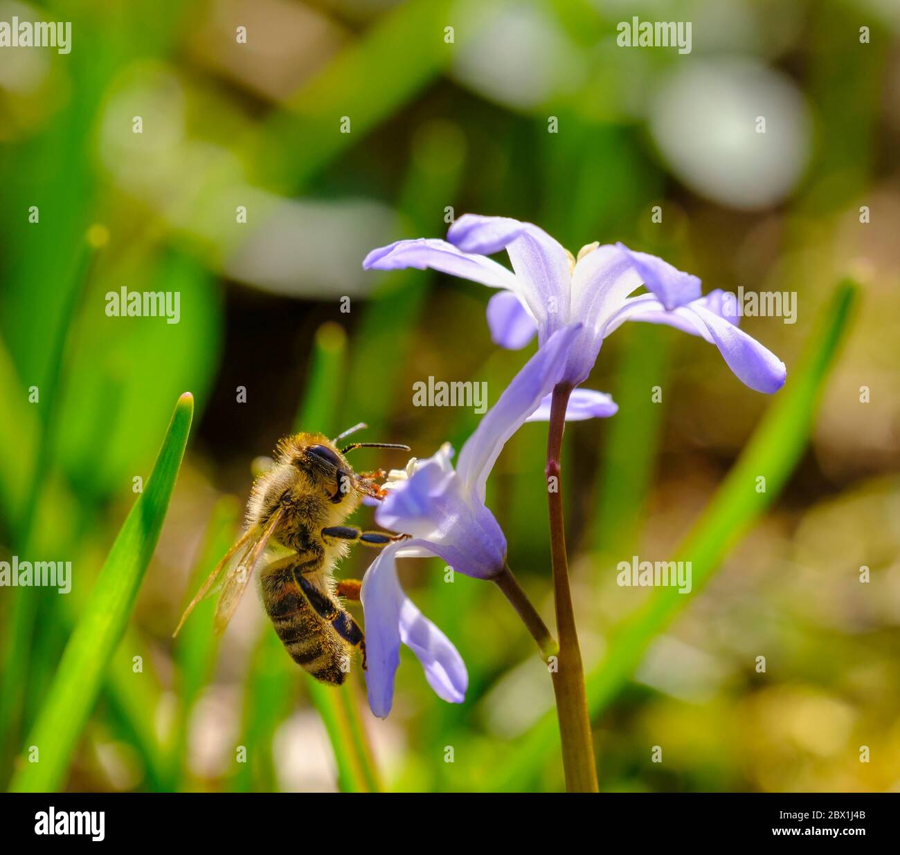 Honey bee (Apis mellifera) on flower of snow pride (Chionodoxa luciliae), Upper Bavaria, Bavaria, Germany Stock Photo