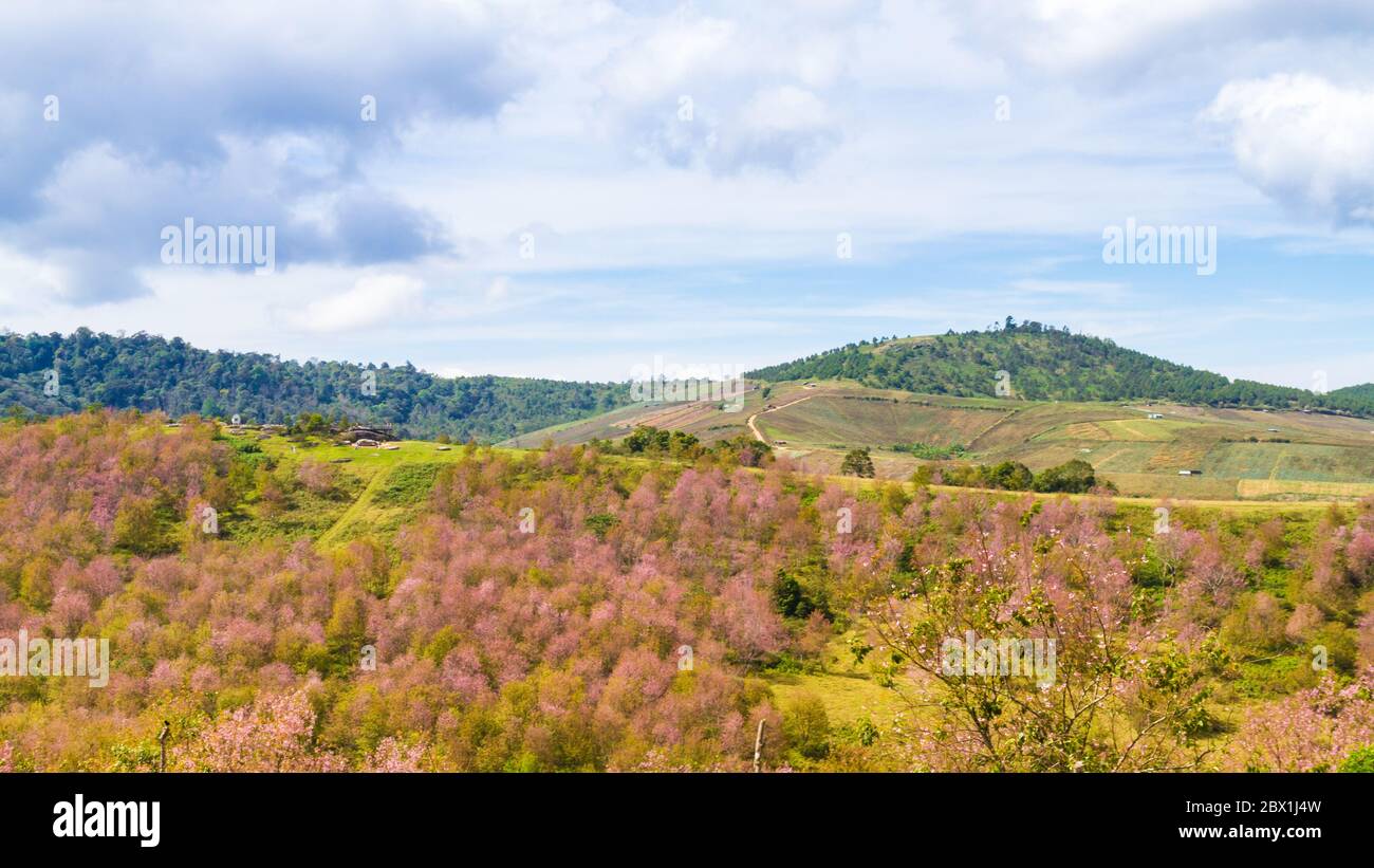 Cherry blossoms are blooming on the mountain in Phu Lom Lo, Phitsanulok Province, Thailand. Stock Photo