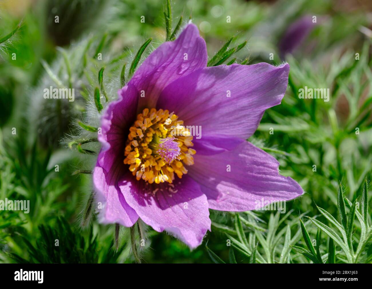 Pasque flower (Pulsatilla vulgaris), flowering, Upper Bavaria, Bavaria ...