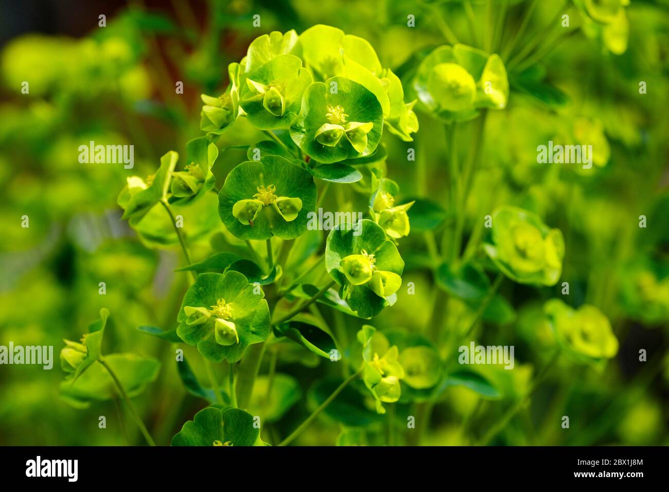 Balkan spurge (Euphorbia amygdaloides ssp. robbiae), flowering, Bavaria, Germany Stock Photo