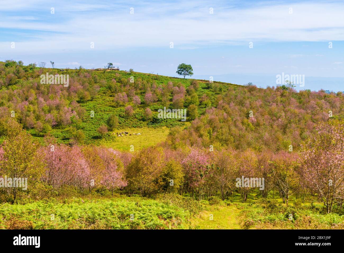 Cherry blossoms are blooming on the mountain in Phu Lom Lo, Phitsanulok Province, Thailand. Stock Photo
