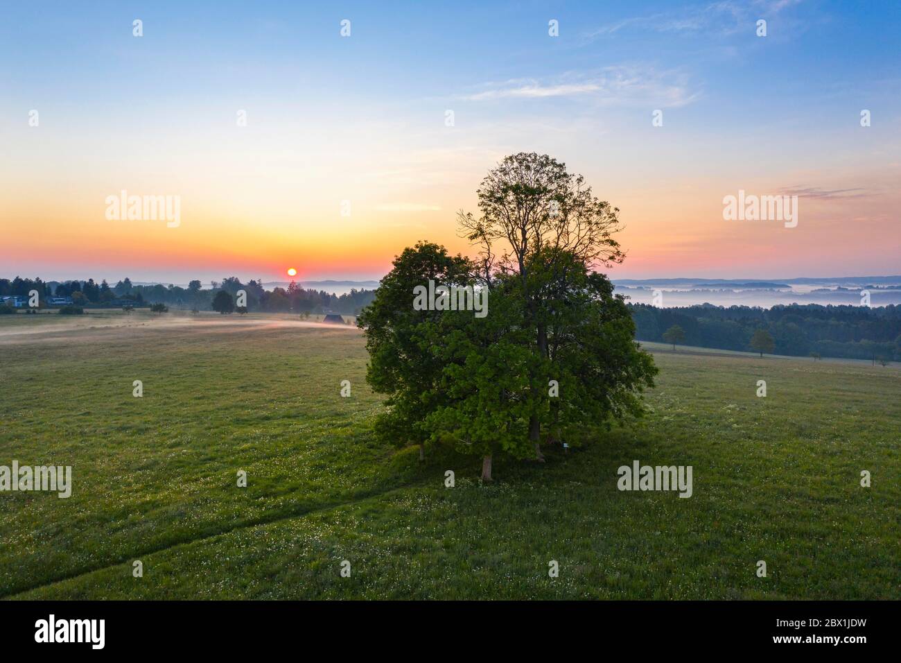 Sunrise, group of trees at Walchstaedter Hoehe, near Icking, Toelzer Land, drone shot, Upper Bavaria, Bavaria, Germany Stock Photo