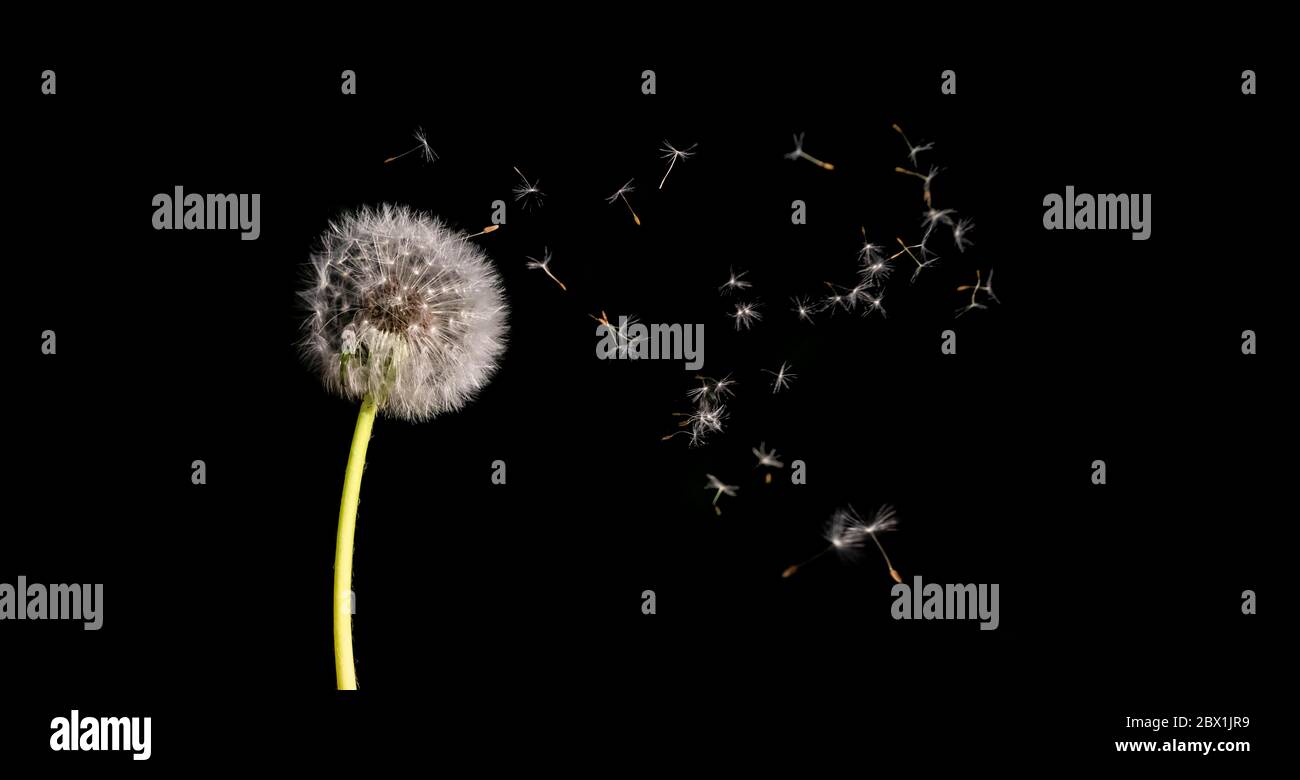 Flying parachutes, seeds of Dandelion (Taraxacum) flying in the air, , black background, Germany Stock Photo