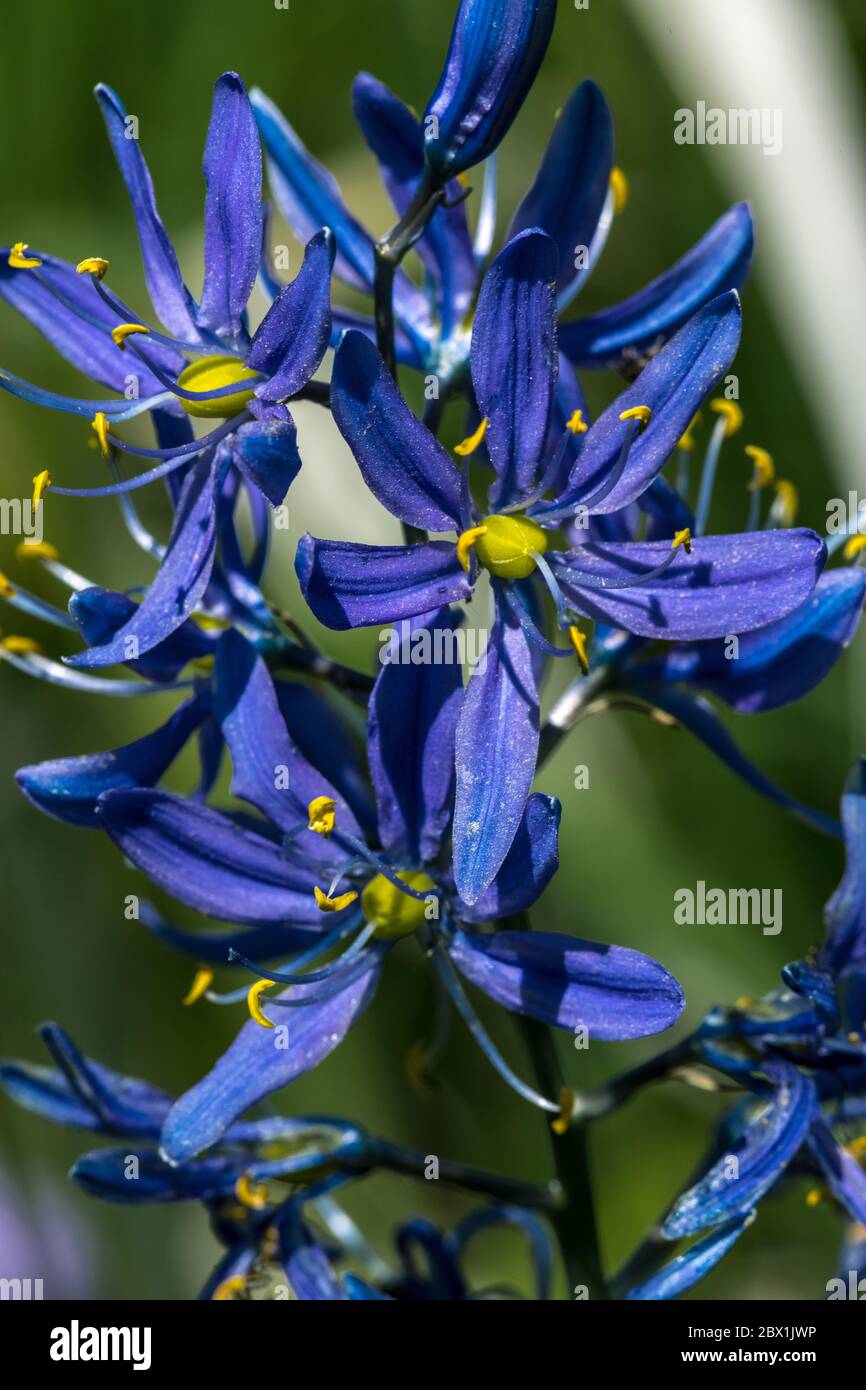Flower of Common Camas (Camassia quamash Stock Photo Alamy