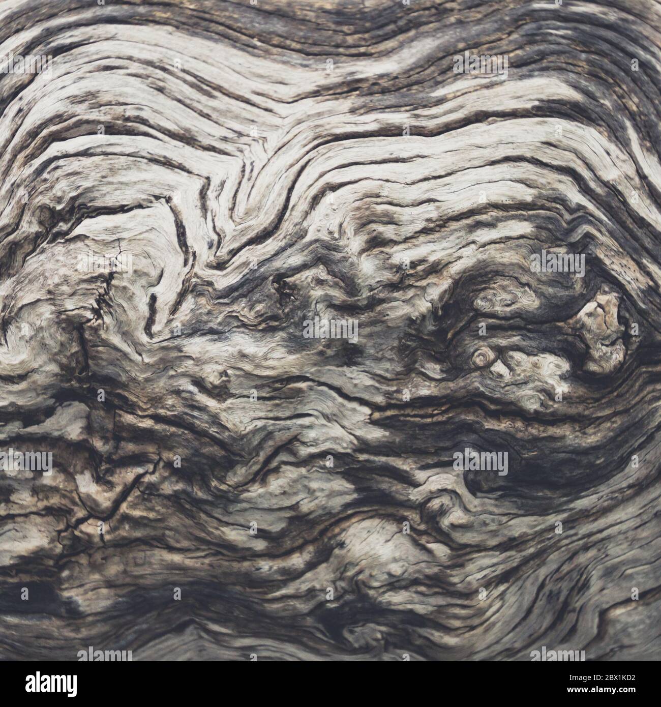 Old Wood Tree Texture Background Pattern Stock Photo - Alamy