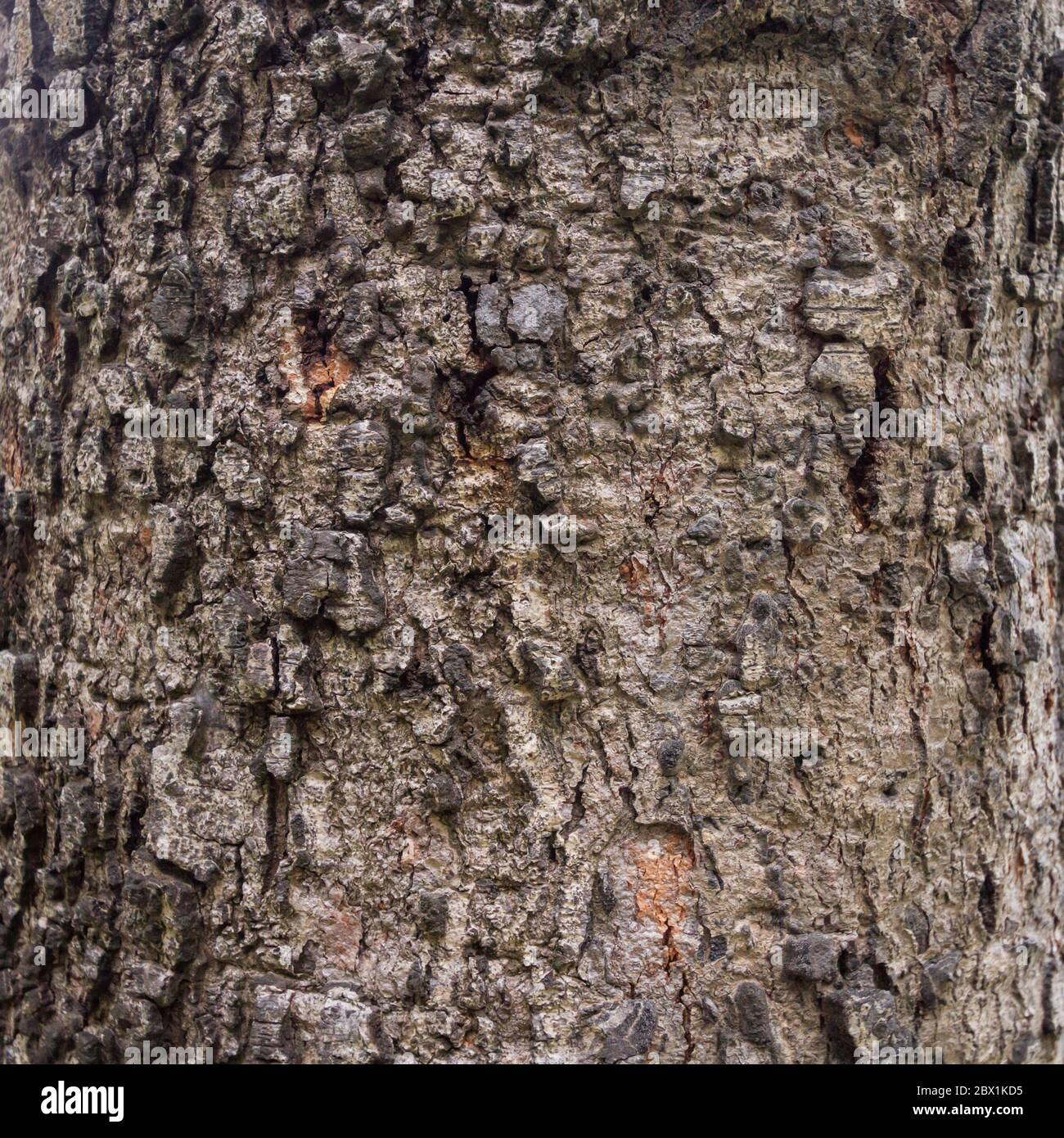 Old Wood Tree Texture Background Pattern Stock Photo - Alamy