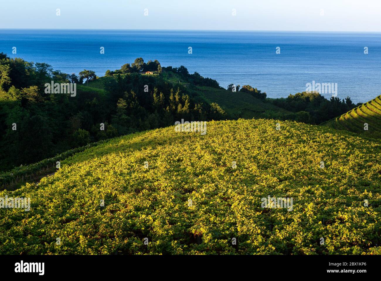 Txakoli white wine vineyards with the Cantabrian sea in the background, Getaria, Spain Stock Photo