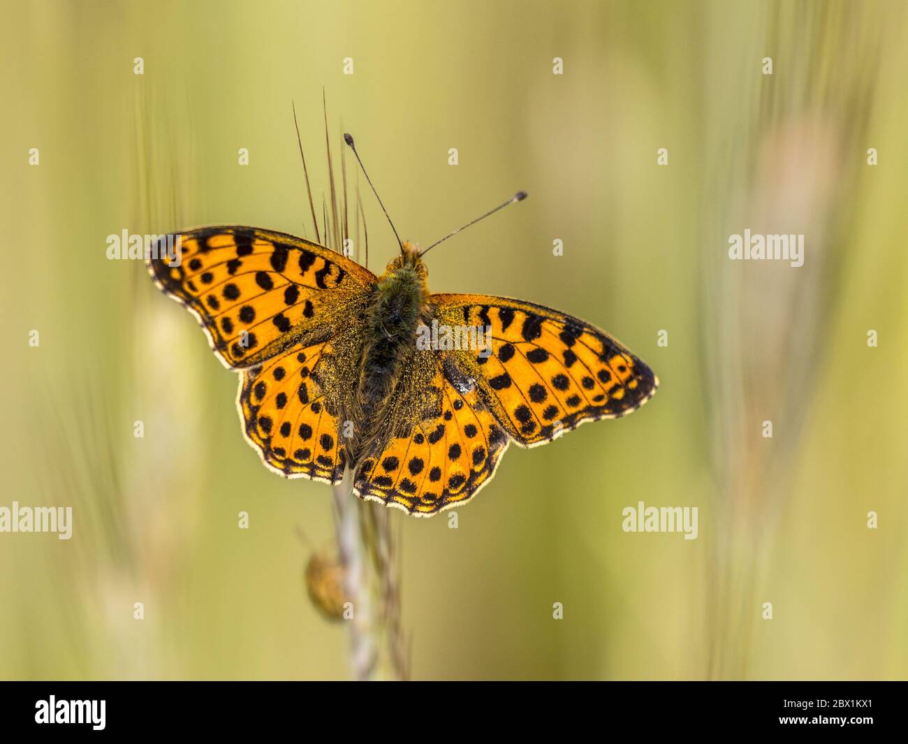 Queen of Spain fritillary (Issoria lathonia) resting on grass twig in field of cereal Stock Photo