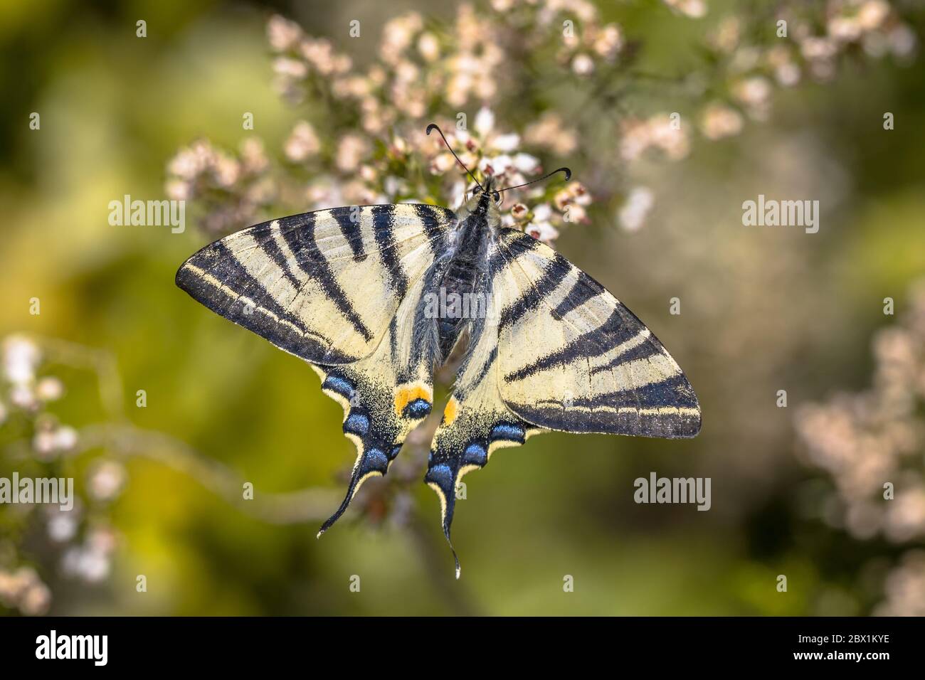 Scarce swallowtail (Iphiclides podalirius) feeding on Tree heath (Erica arborea) in Tuscany, Italy, April. Stock Photo