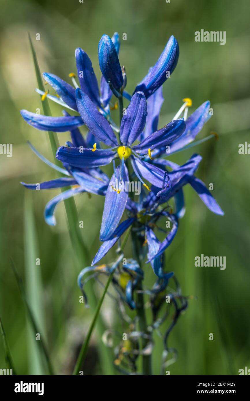 Flower of Common Camas (Camassia quamash Stock Photo Alamy