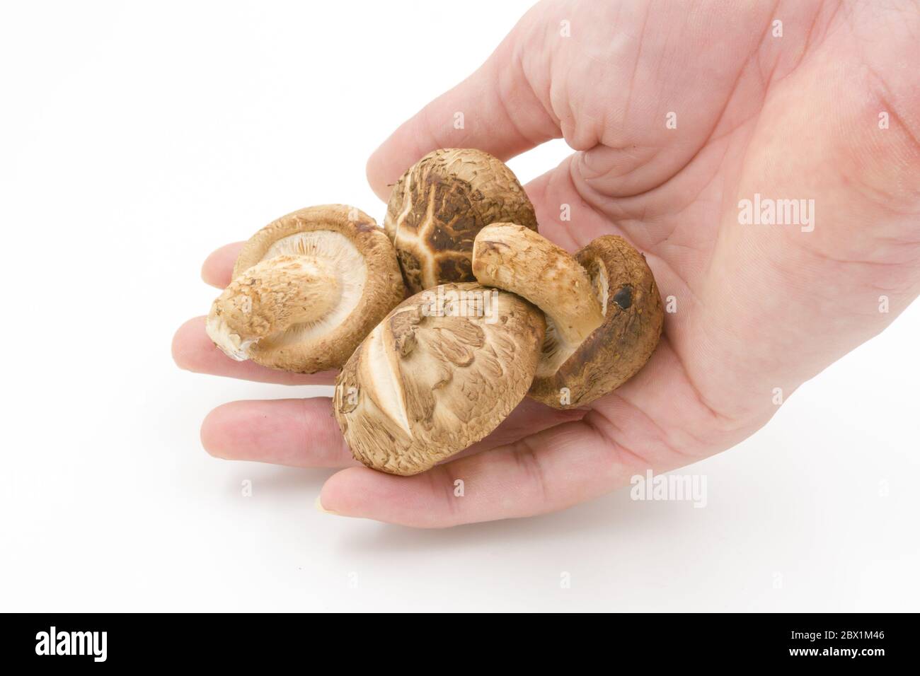 Champignon shiitake hi-res stock photography and images - Alamy