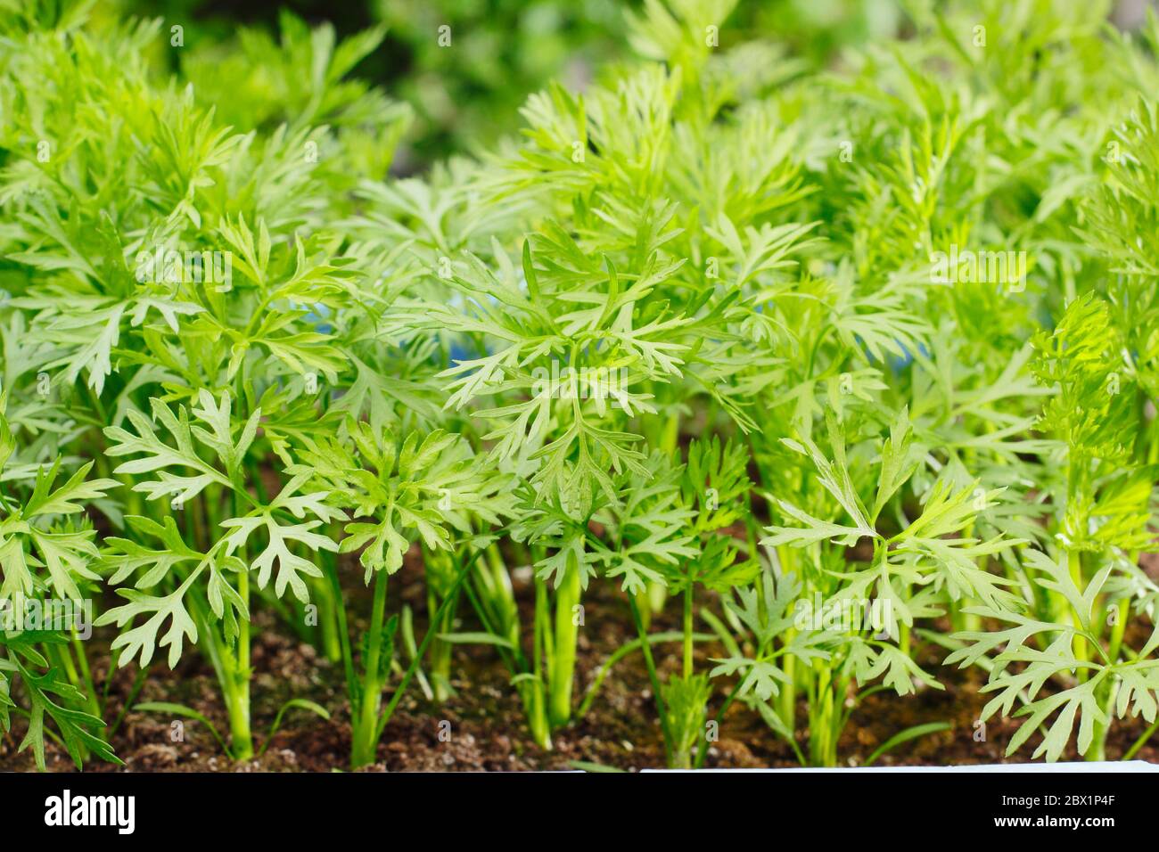 Carrot seedlings hi-res stock photography and images - Alamy