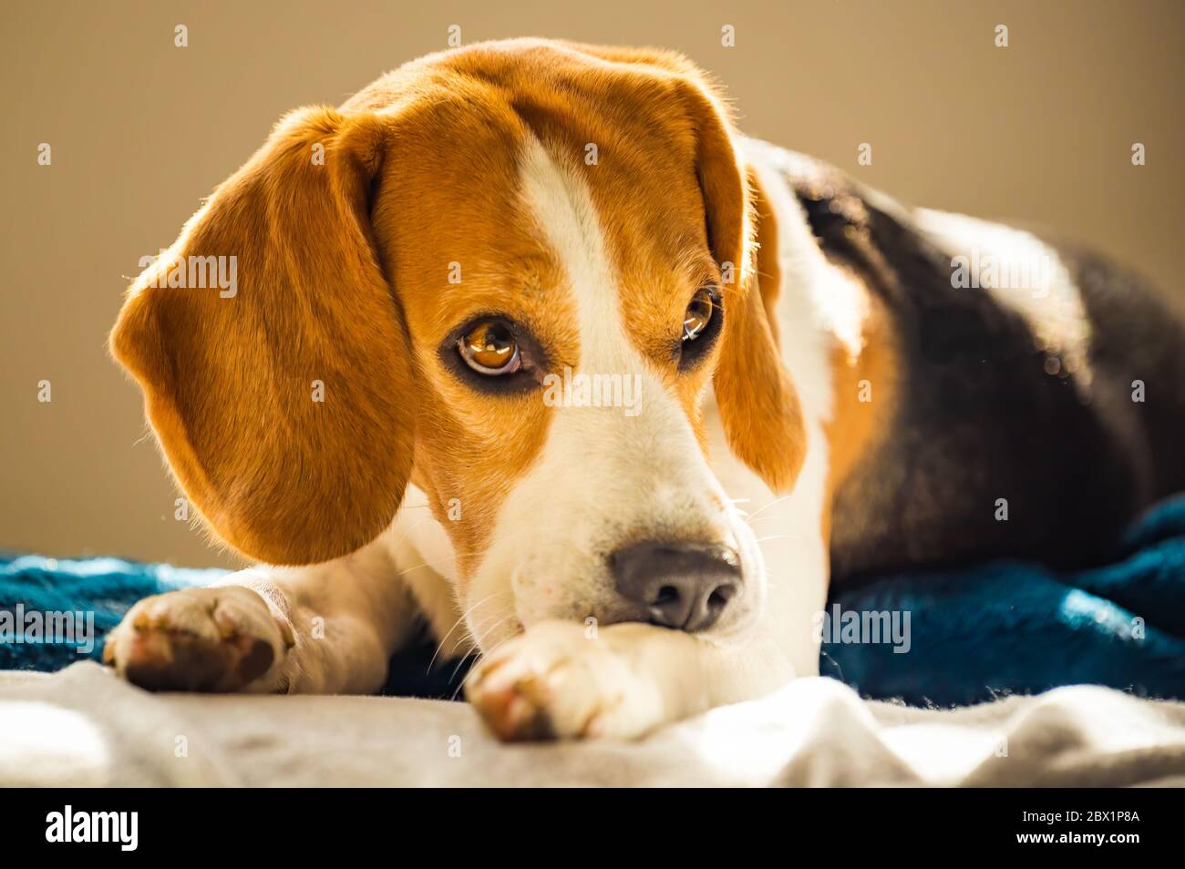 Beagle dog biting his itching skin on legs. Skin problem allergy reaction or stress reaction