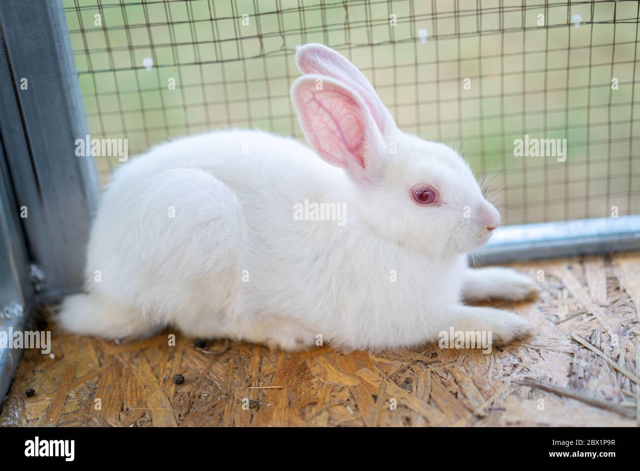 White rabbit is sit in the cage at the outdoor field Stock Photo - Alamy