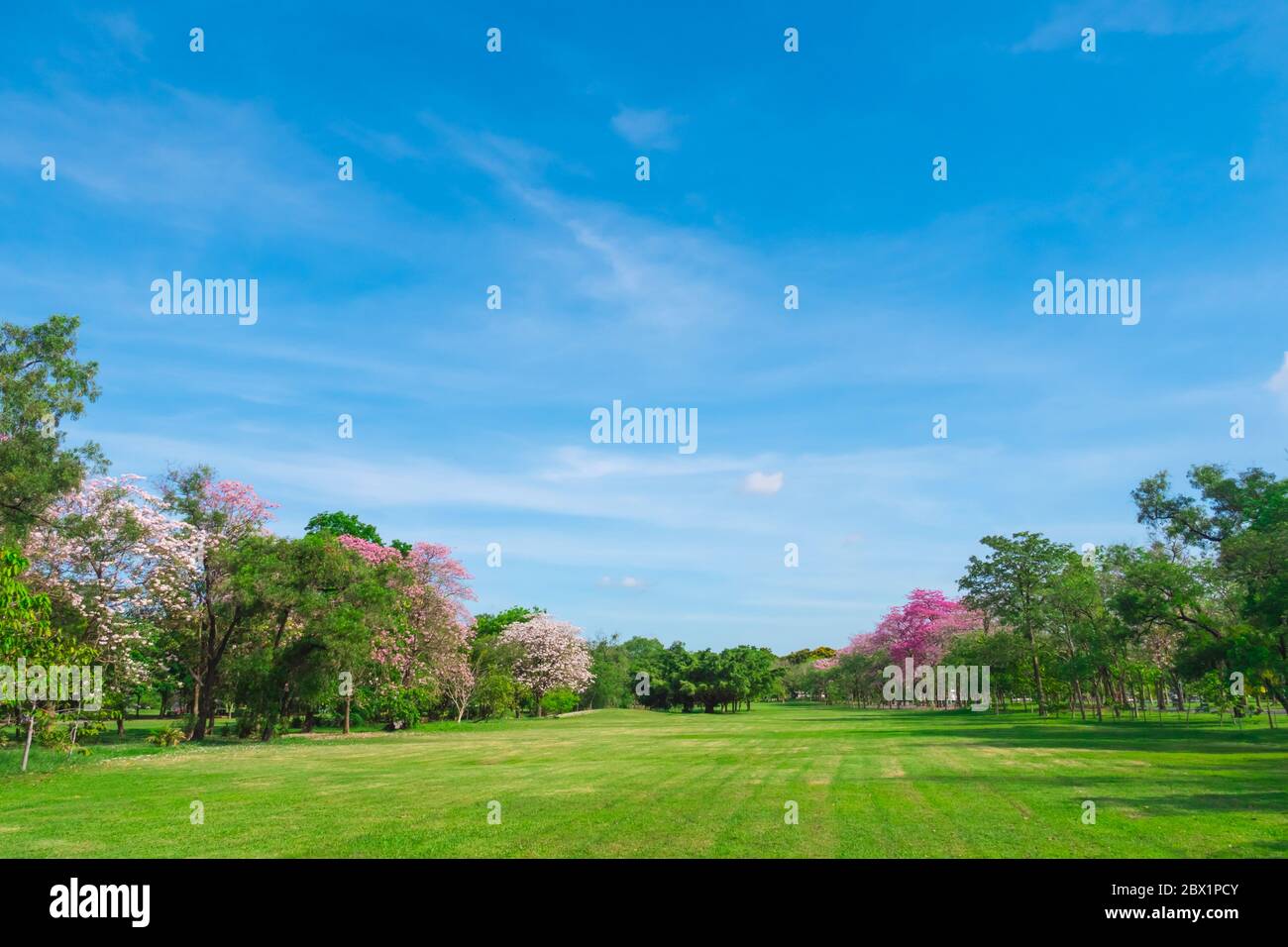 Flowers of pink trumpet trees are blossoming in  Public park of Bangkok, Thailand Stock Photo