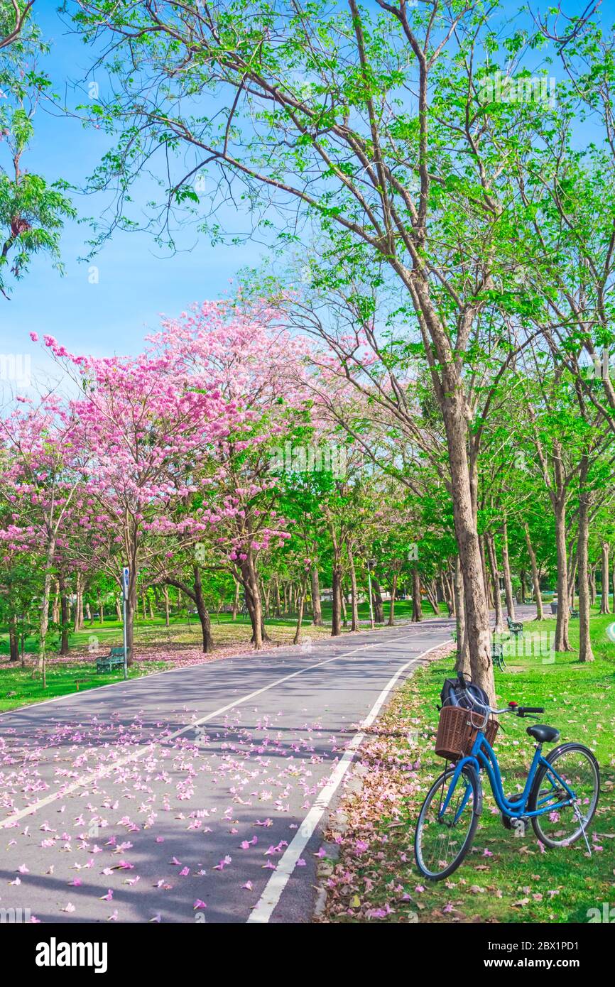 Bicycle and Flowers of pink trumpet trees are blossoming in  Public park of Bangkok, Thailand Stock Photo