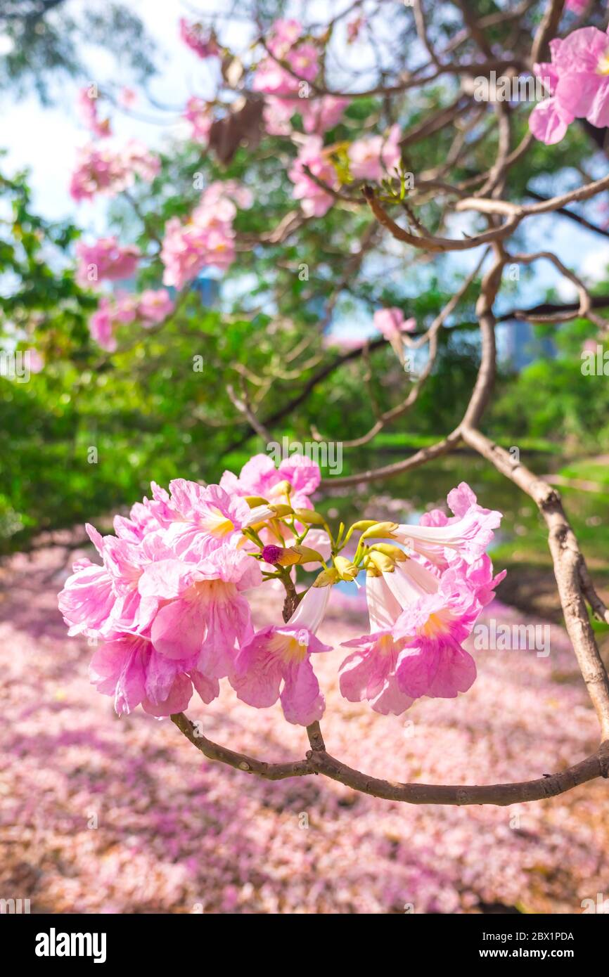 Flowers of pink trumpet trees are blossoming in  Public park Stock Photo