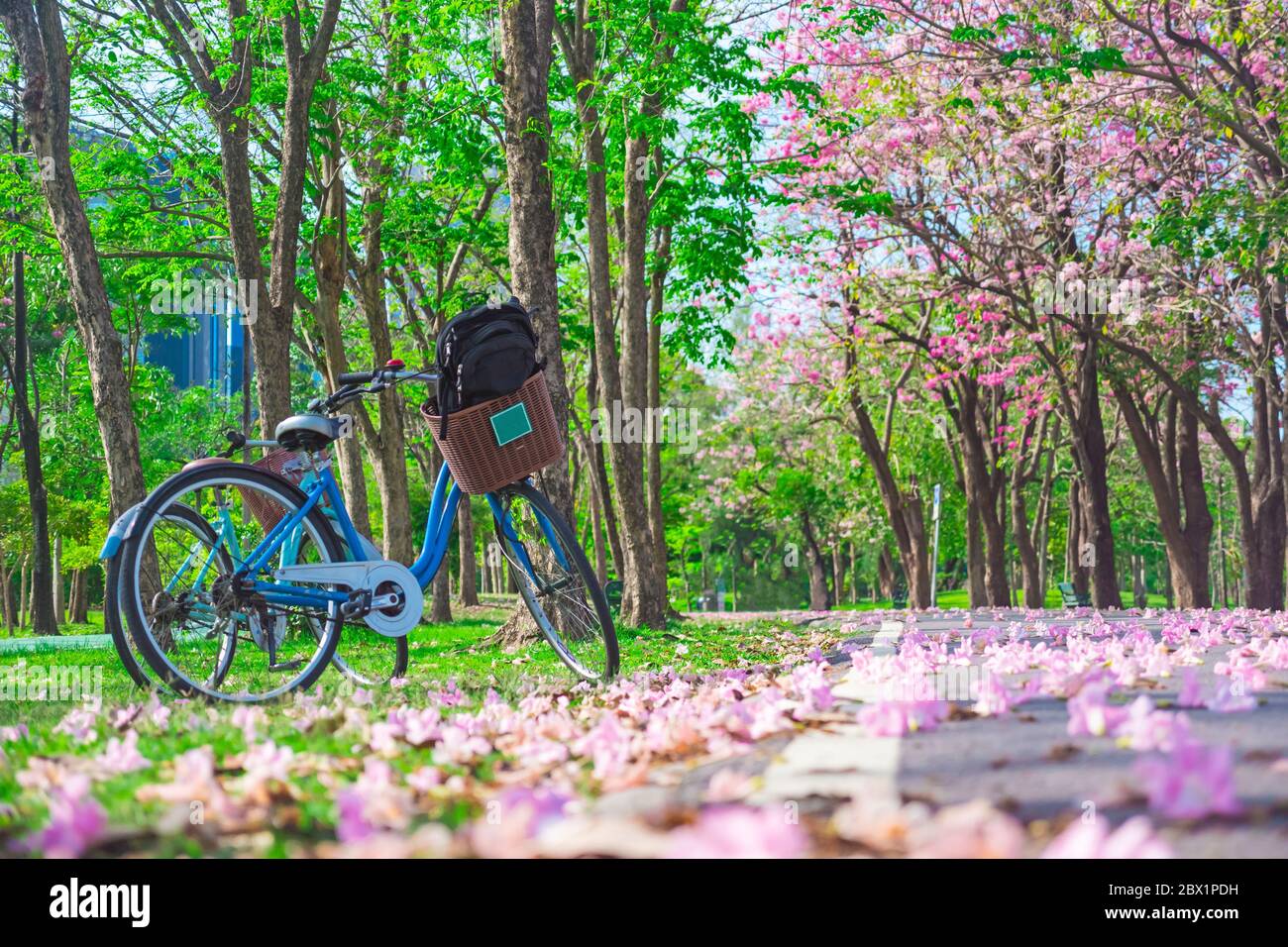 Bicycle and Flowers of pink trumpet trees are blossoming in  Public park of Bangkok, Thailand Stock Photo