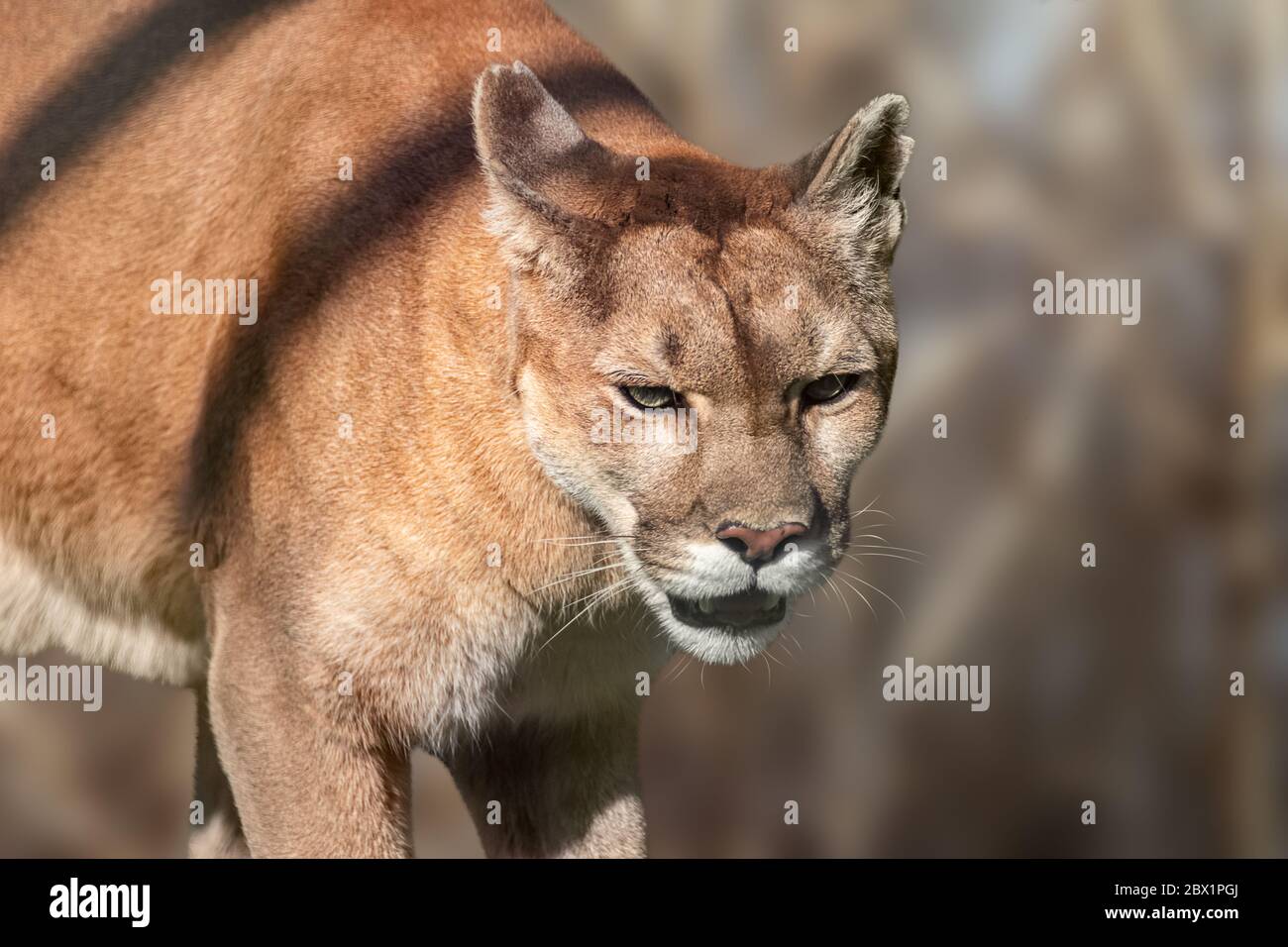 Cougar big strong wild cat animal walking in natural brown environment close-up with blurred background Stock Photo