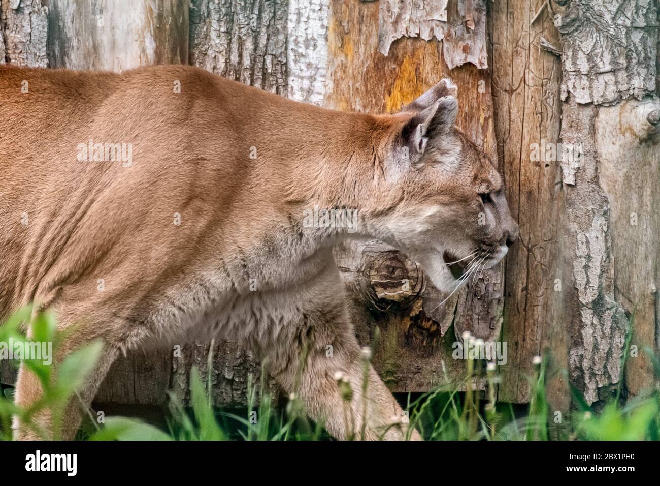 Cougar big strong wild cat animal profile walking in zoo on wooden background Stock Photo