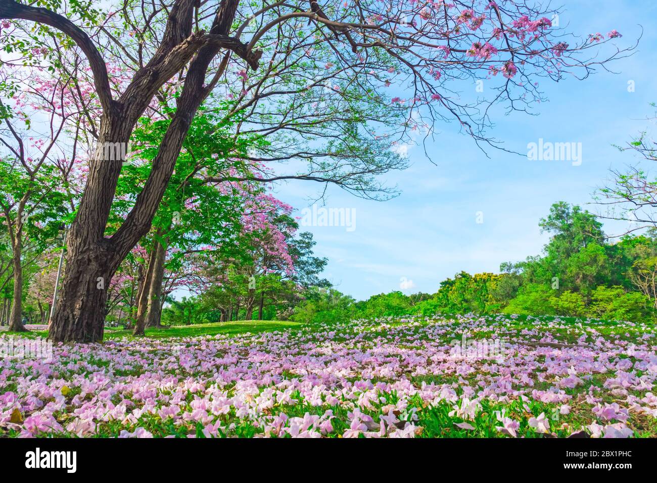 Flowers of pink trumpet trees are blossoming in  Public park of Bangkok, Thailand Stock Photo
