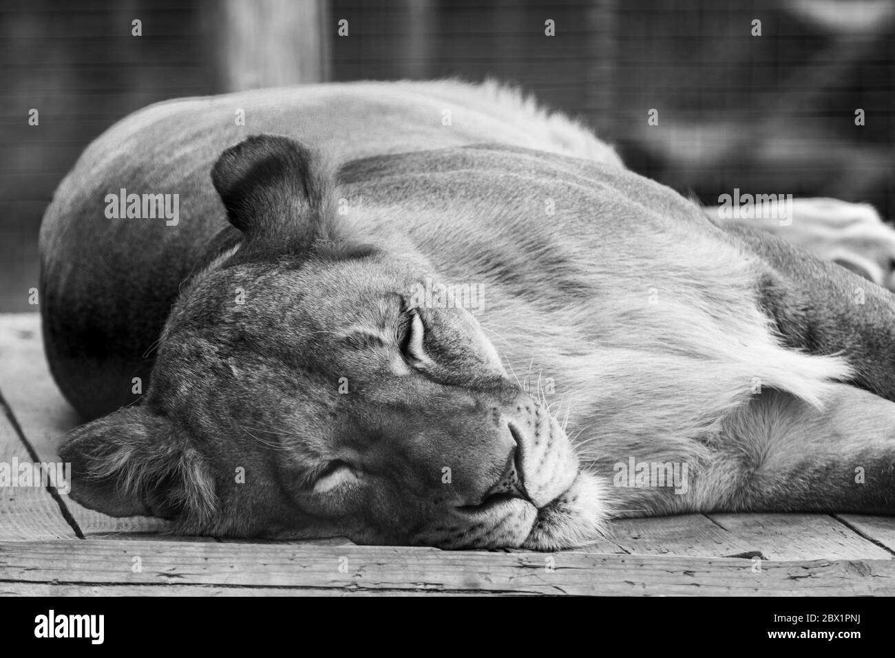 Lion female Lioness sleeping on wooden floor in zoo with blurred background. Greyscale Stock Photo