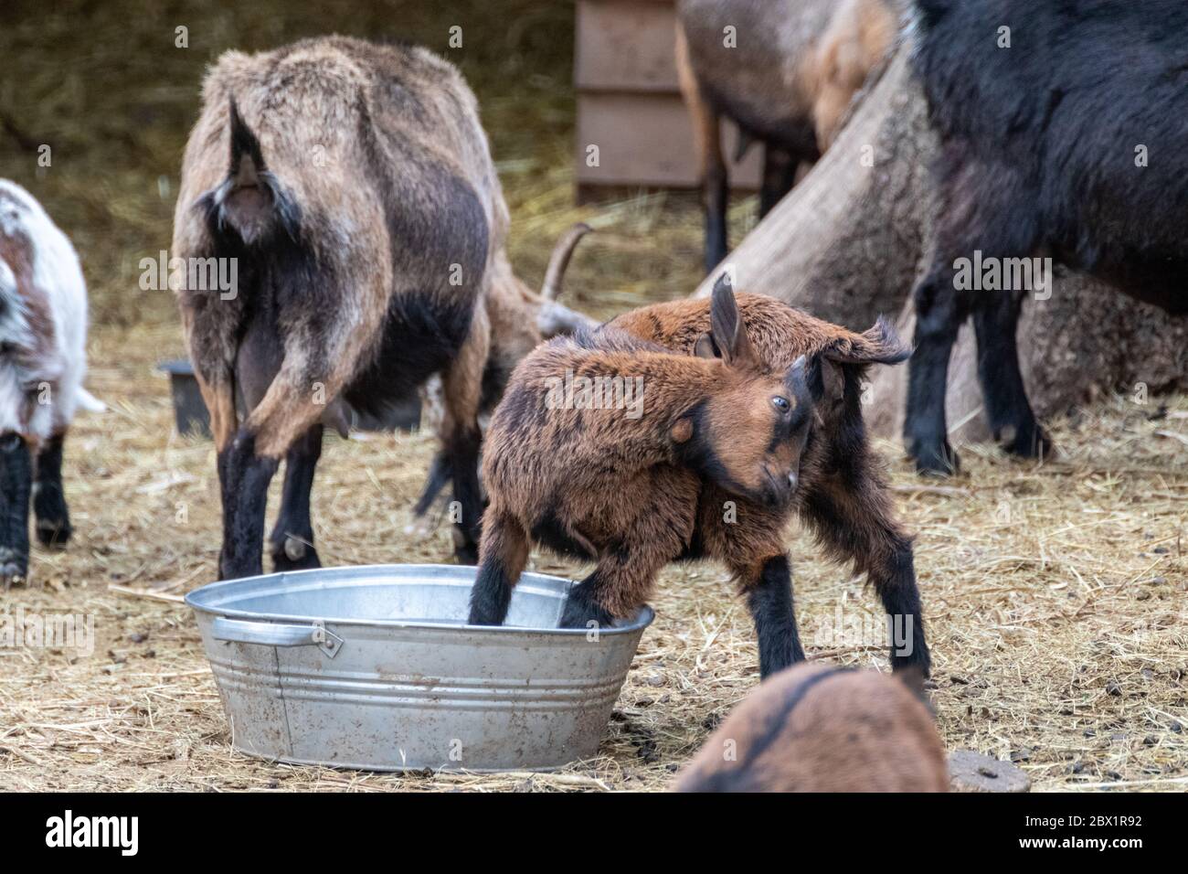 A cute playful baby brown goat standing in metal bucket on straw bedding in an animal farm yard Stock Photo