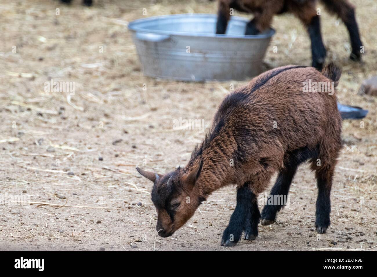 A cute playful baby brown goat standing on straw bedding in an animal farm yard Stock Photo