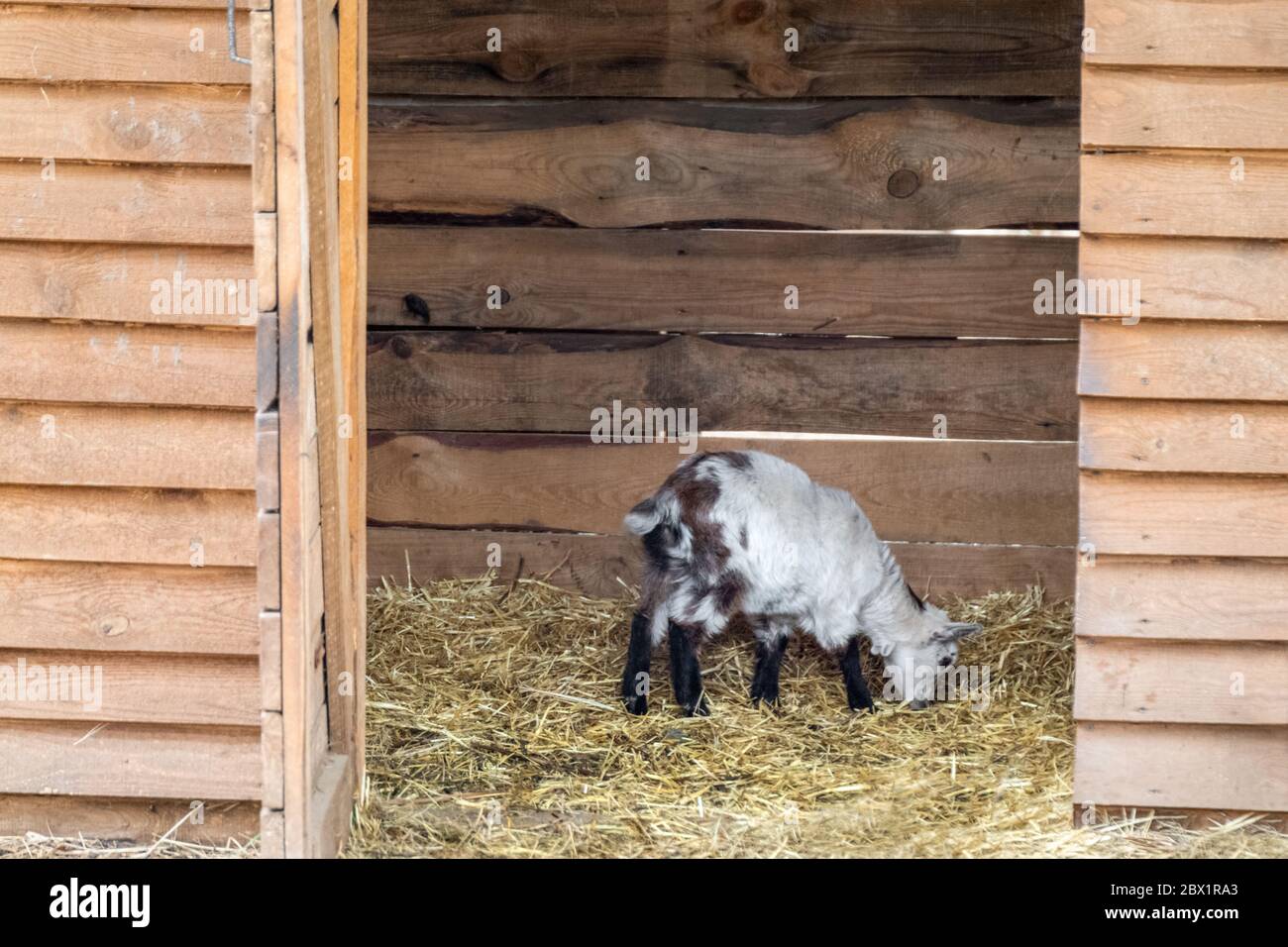 A cute baby white with black dots goat standing eating on straw bedding in an animal farm pen Stock Photo