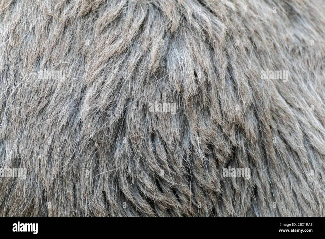 Grey stiff donkey's fur close-up texture. Domestic animal wool pattern macro Stock Photo