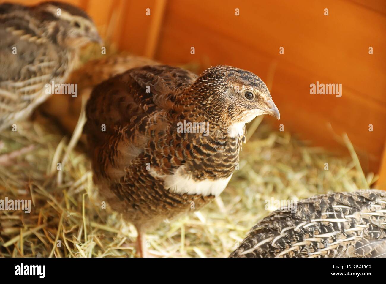 close-up of a beautiful young japanese quail in sunlight, standing on hay Stock Photo