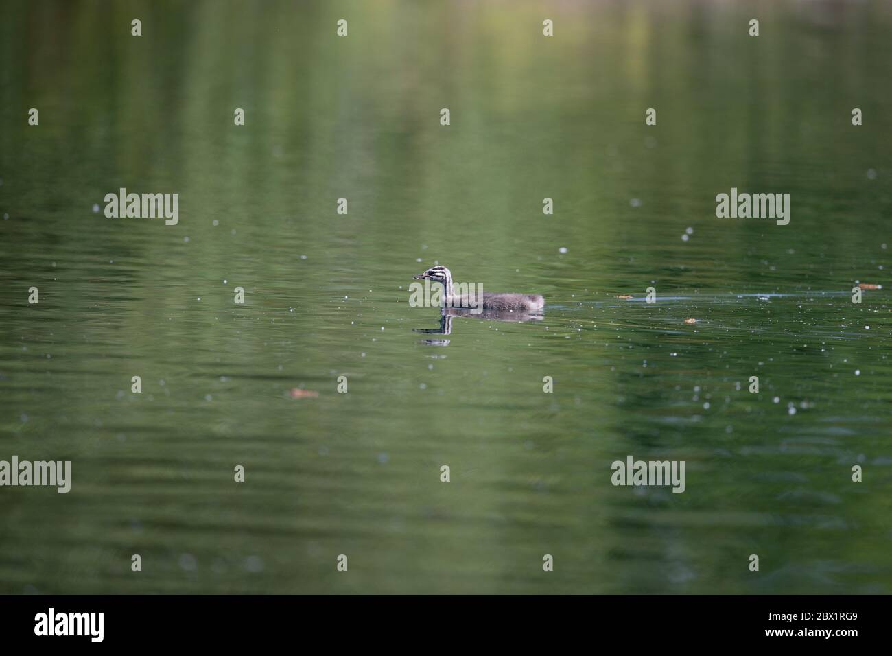 Great crested Grebes uk on lake Stock Photo