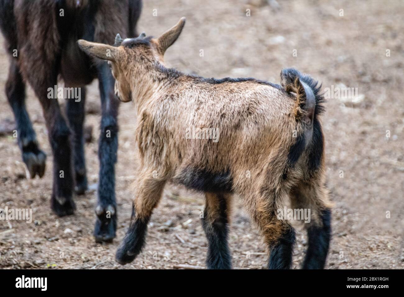A cute playful baby brown goat walking after his mother in an animal farm yard Stock Photo