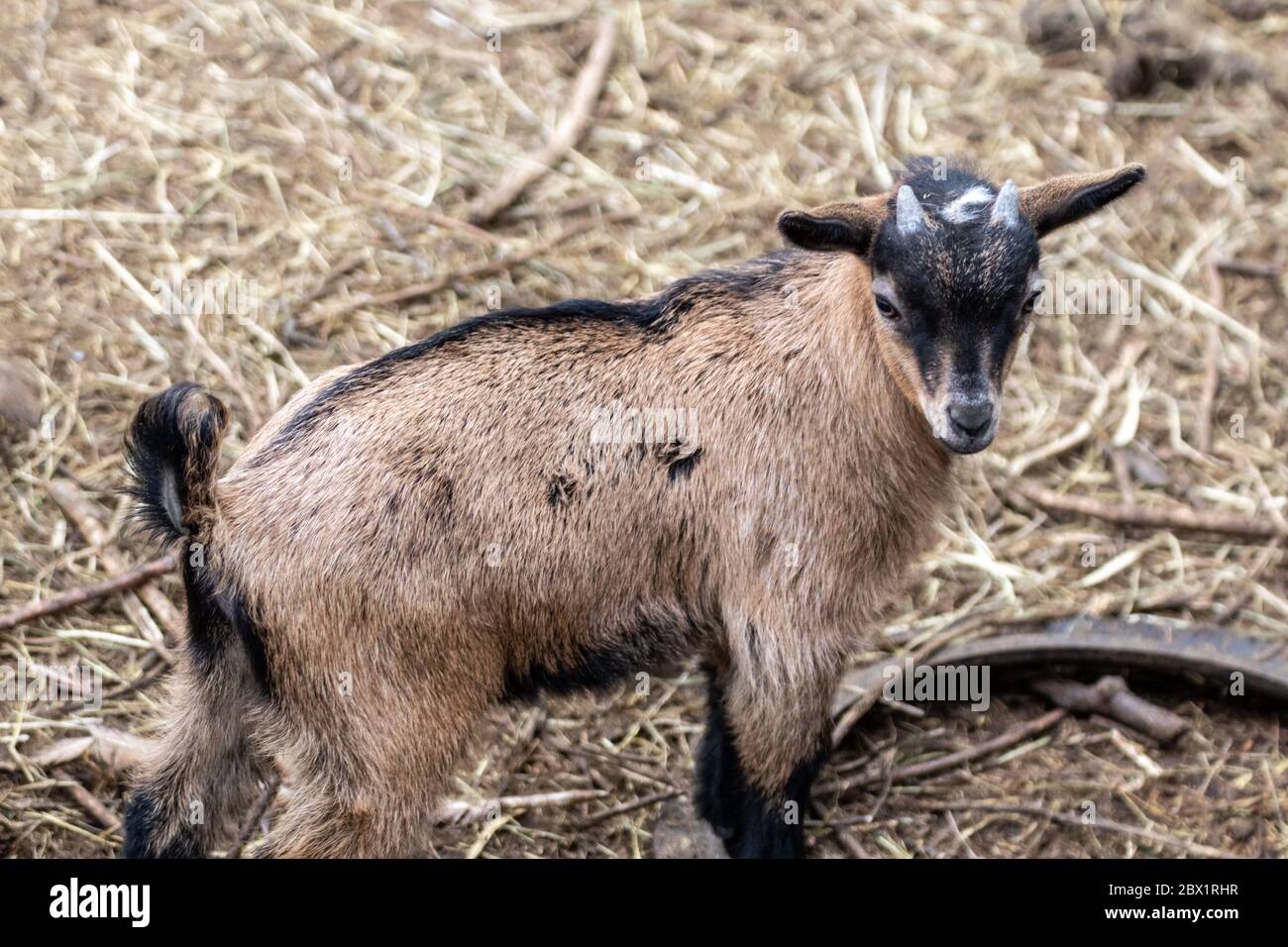 A cute young baby brown goat standing on straw in an animal farm yard Stock Photo