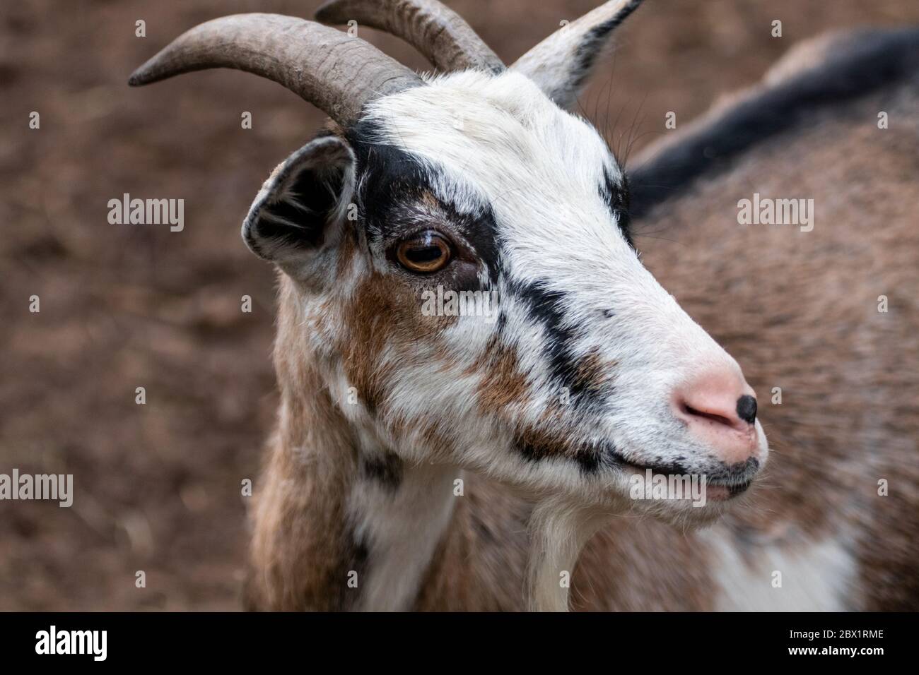 Calico spotted dappled pattern goat head close-up on blurred brown background. Domestic farm animal with horns Stock Photo
