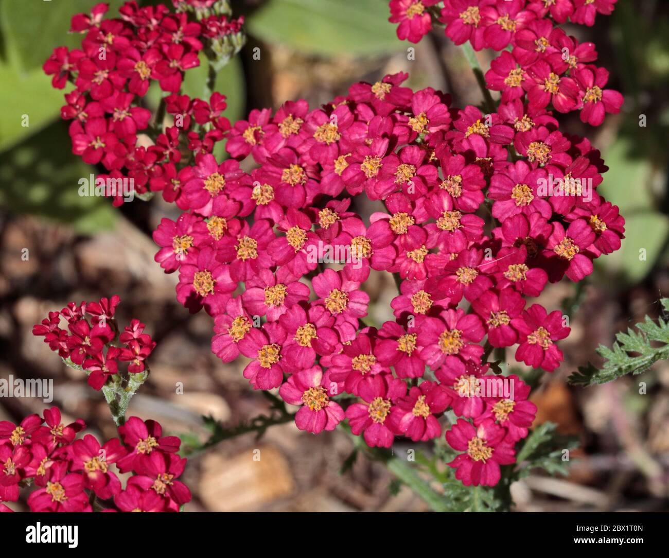 Achillea The Beacon Stock Photo