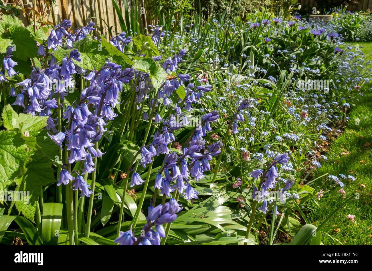 Cultivated bluebell bluebells blue flowering flowers centaurea and forget me nots growing in spring border England UK United Kingdom GB Great Britain Stock Photo