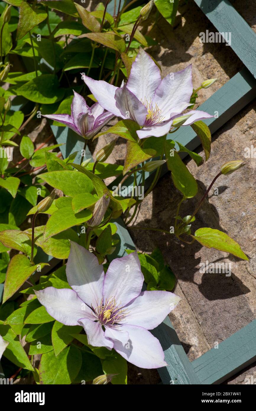 Close up of climbing climber clematis 'Samaritan Jo' plant flowers flowering on a trellis fence in the garden in spring England UK United Kingdom Stock Photo